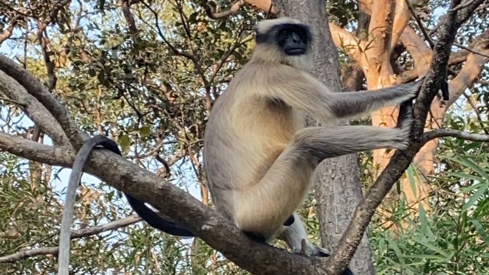 Mumbai: Kanheri Caves and The Golden Pagoda Temple - Guides and drivers: why the human factor matters here