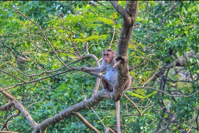 Sanjay Gandhi National Park and Kanheri Caves Day Private Tour - The guide and driver factor: where the experience becomes smooth