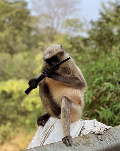 Sanjay Gandhi National Park + Kenheri Caves + Lion Safari - Where This Tour Fits in Your Mumbai Plan