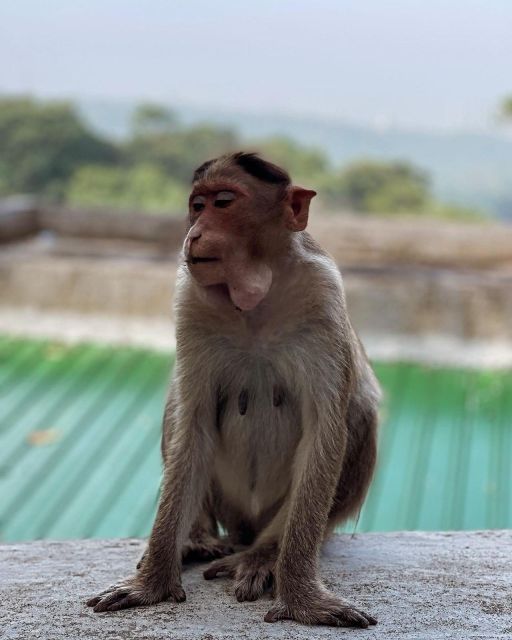 Sanjay Gandhi National Park + Kenheri Caves + Lion Safari - The Lion Safari: The Part You Actually Remember