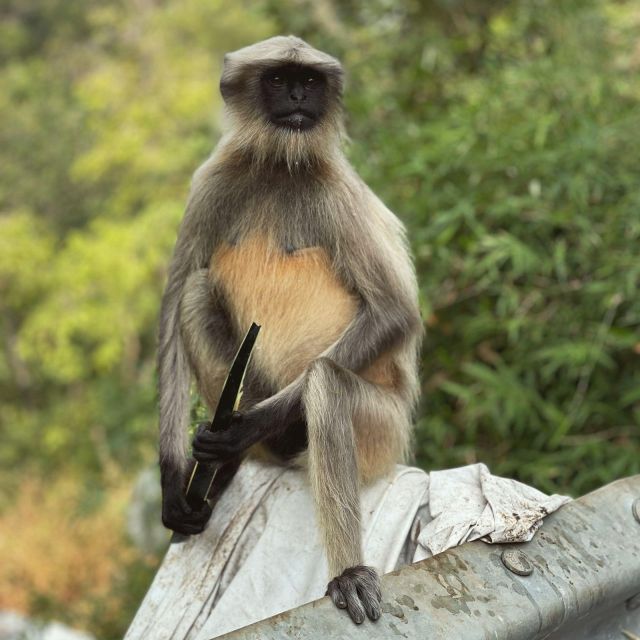 Sanjay Gandhi National Park + Kenheri Caves + Lion Safari - Timing and Pacing: How to Make a 4–6 Hour Day Feel Just Right