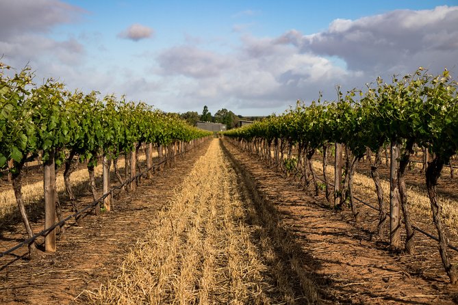 Sula Vineyards Day tour from either Mumbai OR Nashik - Pickup timing and the drive: how the day feels in real time